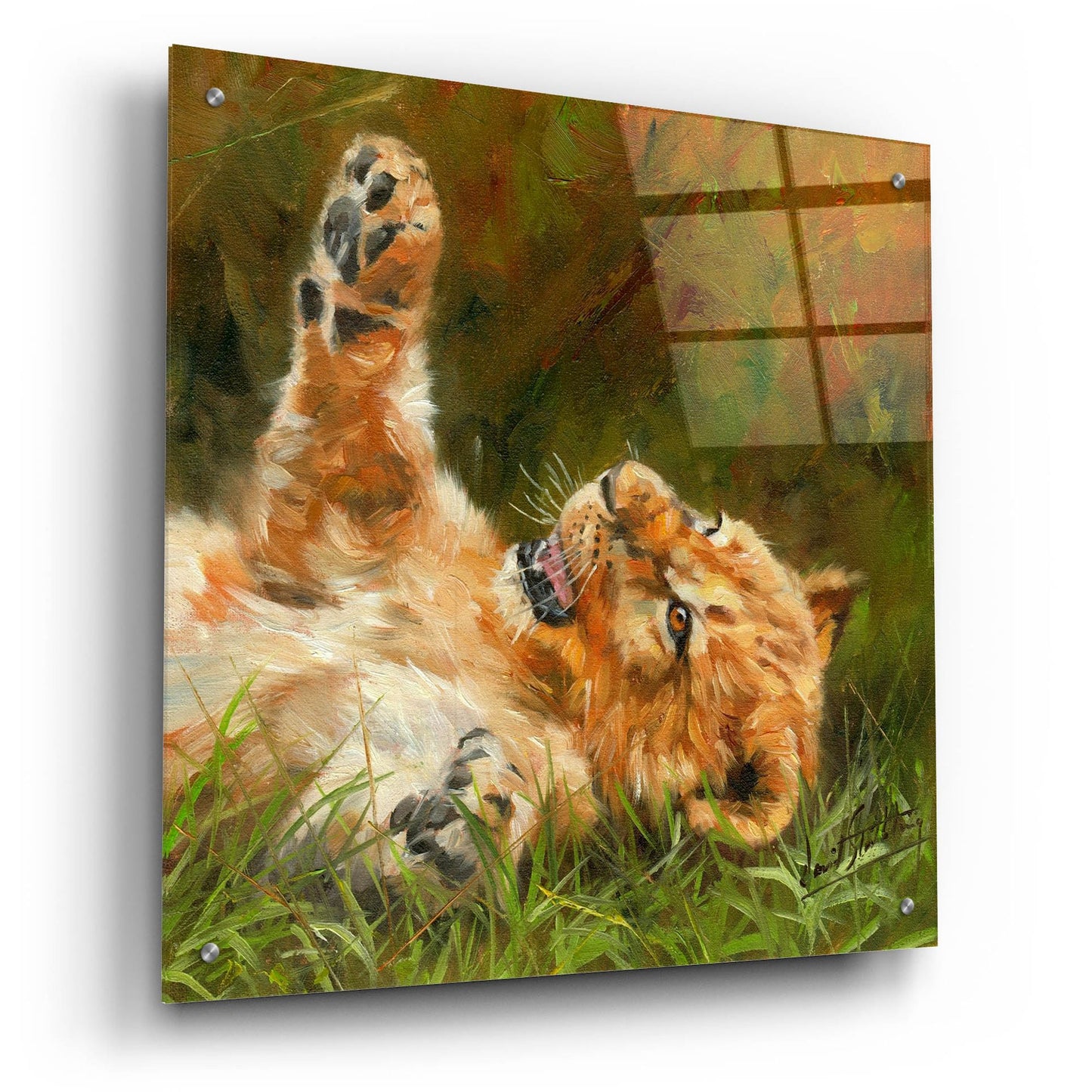 Epic Art 'Lion Cub 10122 by David Stribbling, Acrylic Glass Wall Art,24x24