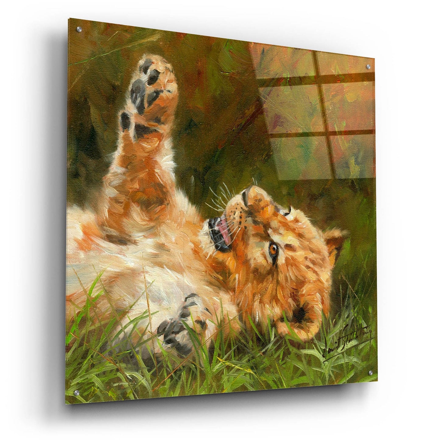 Epic Art 'Lion Cub 10122 by David Stribbling, Acrylic Glass Wall Art,36x36