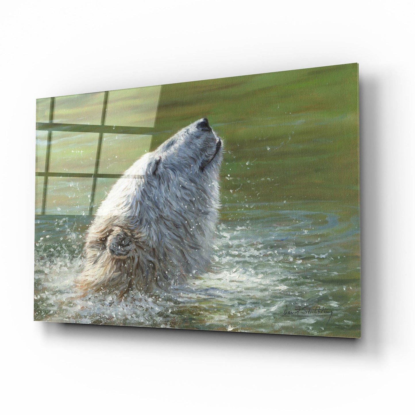 Epic Art 'Polar Bear Splash2 by David Stribbling, Acrylic Glass Wall Art,16x12