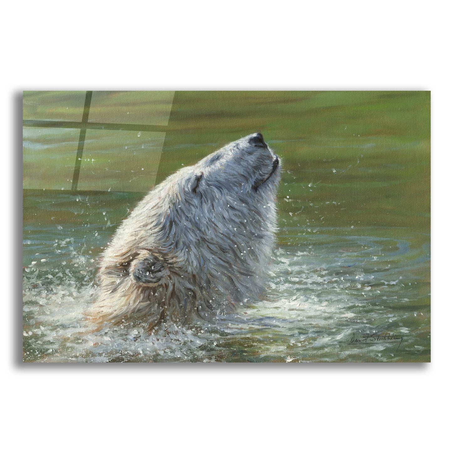 Epic Art 'Polar Bear Splash2 by David Stribbling, Acrylic Glass Wall Art,24x16