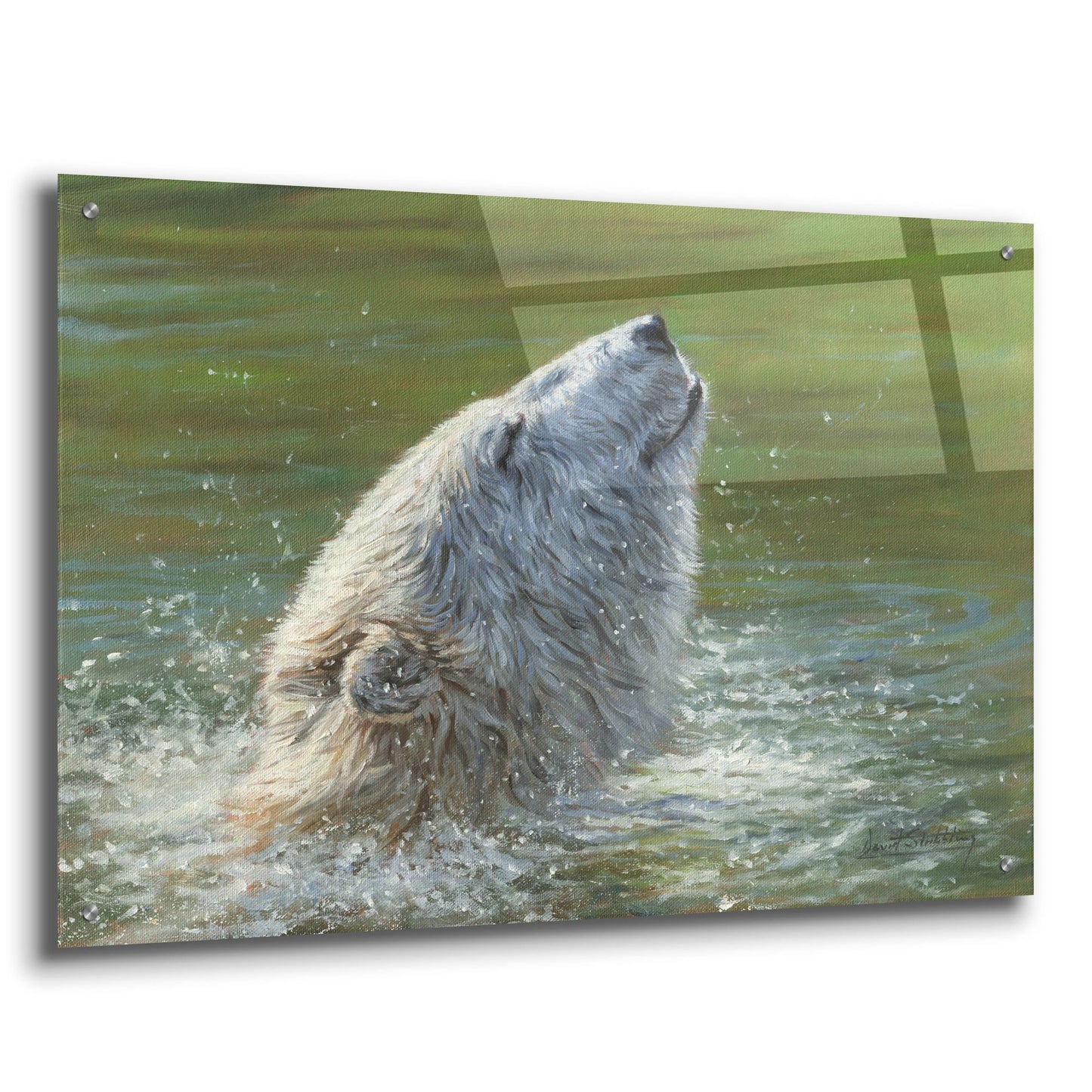 Epic Art 'Polar Bear Splash2 by David Stribbling, Acrylic Glass Wall Art,36x24