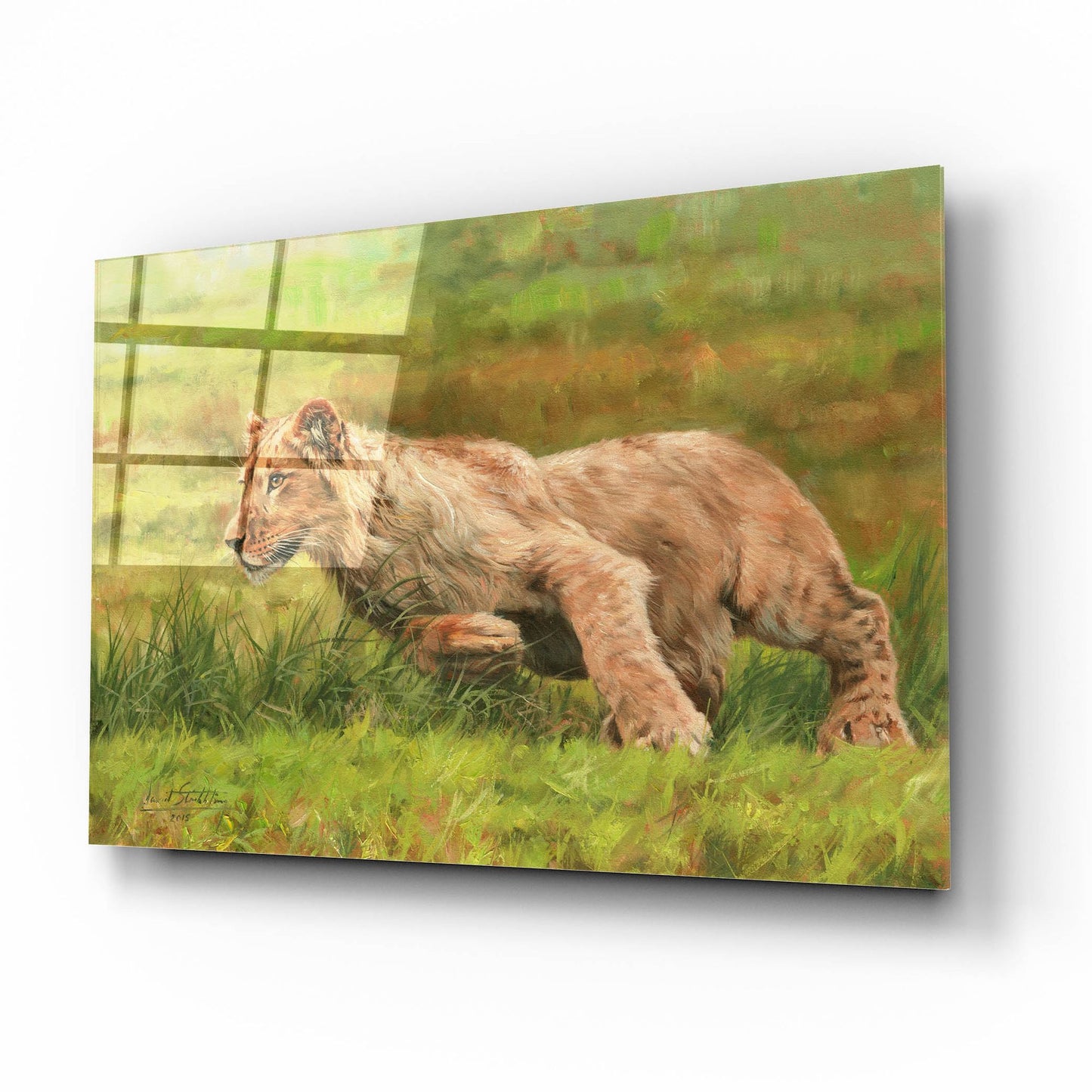 Epic Art 'Young Lion Running2 by David Stribbling, Acrylic Glass Wall Art,16x12