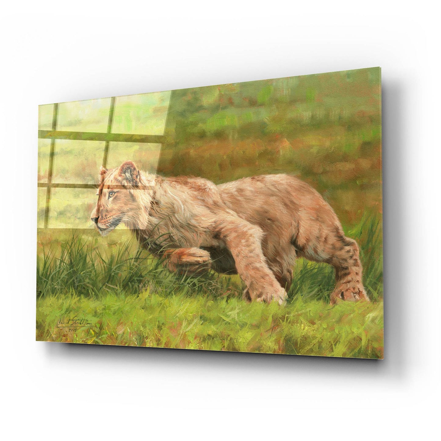 Epic Art 'Young Lion Running2 by David Stribbling, Acrylic Glass Wall Art,24x16
