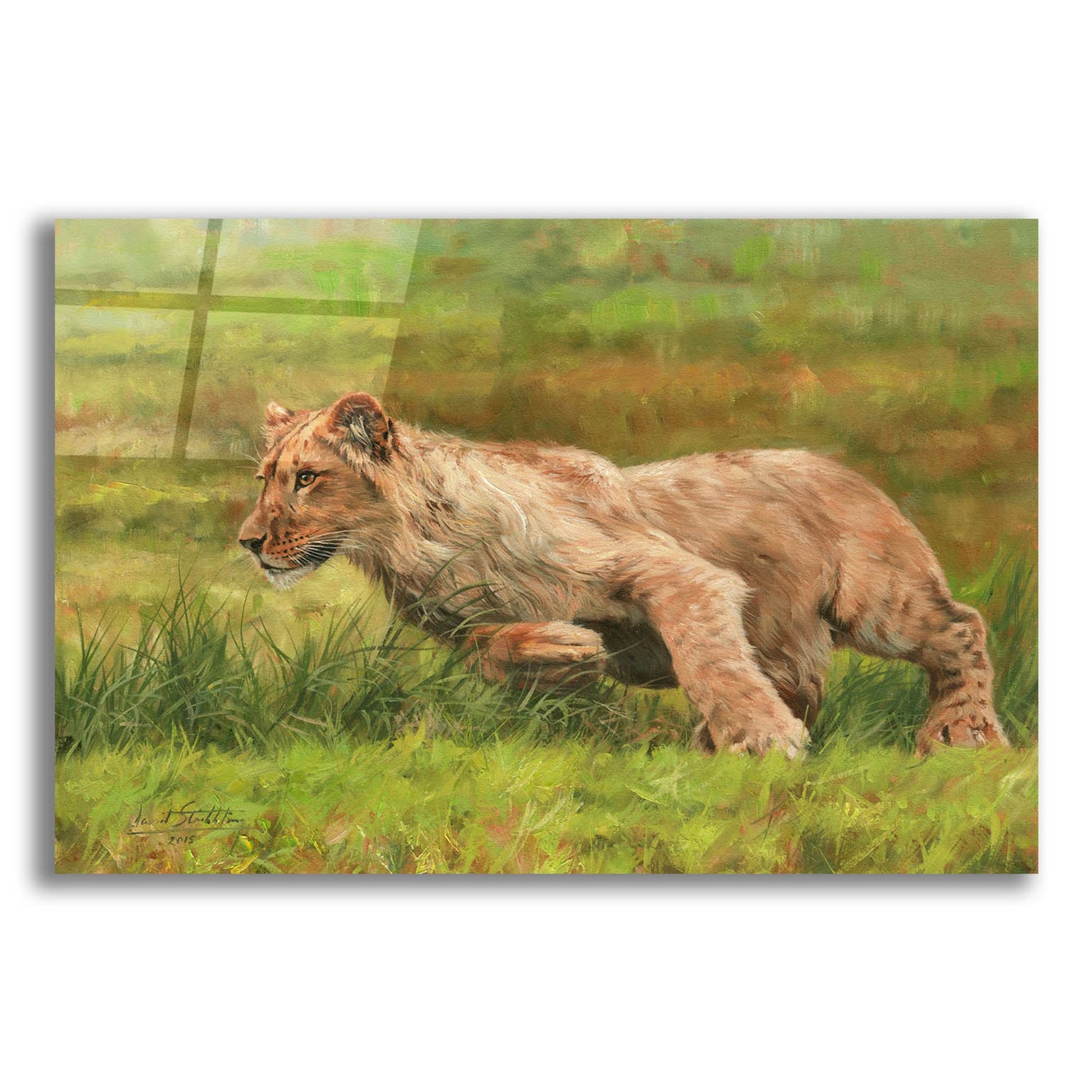 Epic Art 'Young Lion Running2 by David Stribbling, Acrylic Glass Wall Art,24x16