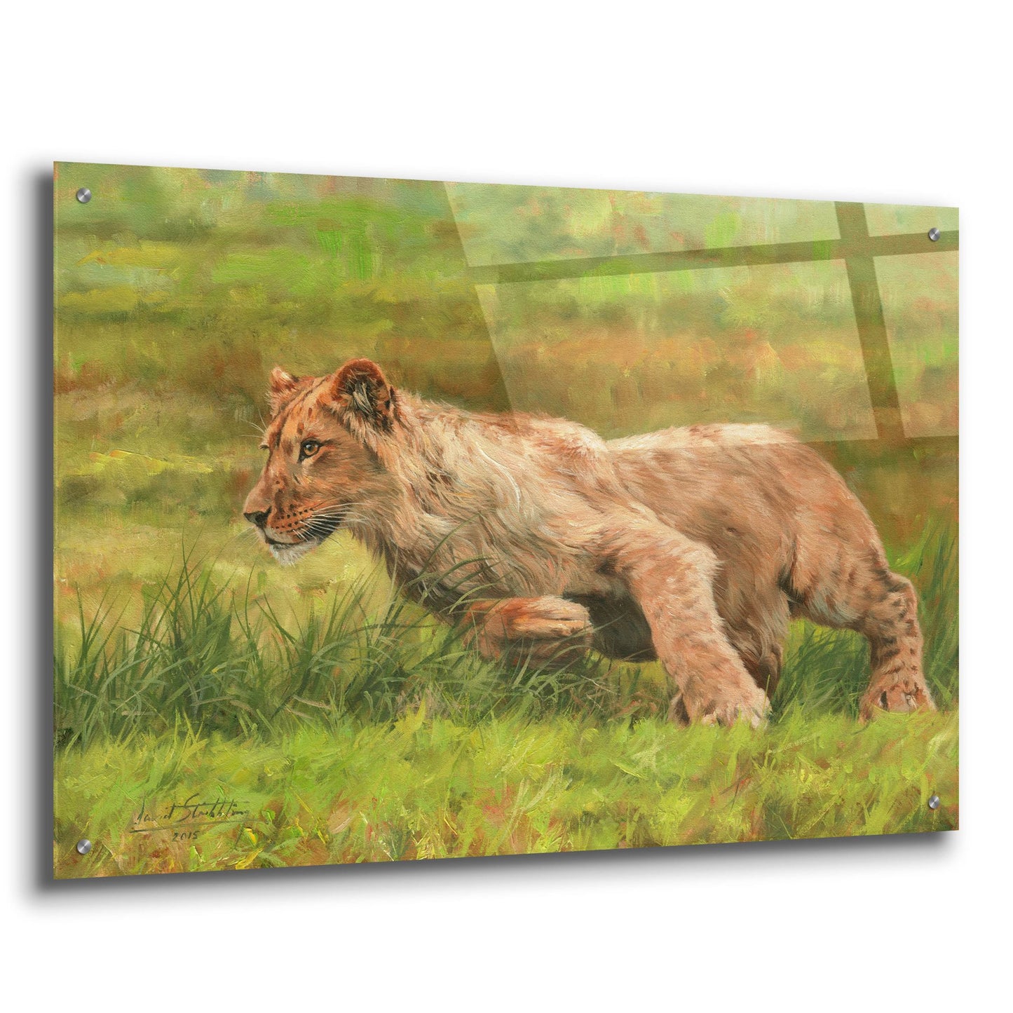 Epic Art 'Young Lion Running2 by David Stribbling, Acrylic Glass Wall Art,36x24