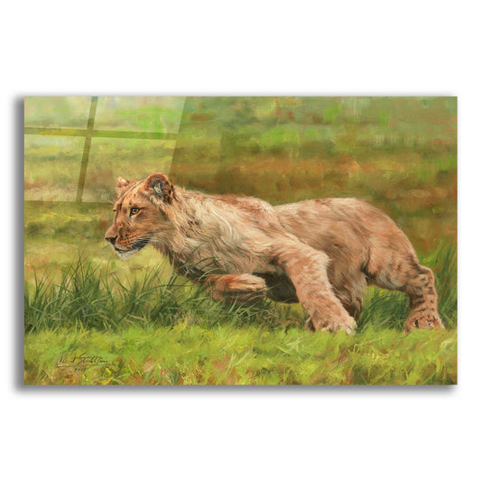 Epic Art 'Young Lion Running2 by David Stribbling, Acrylic Glass Wall Art