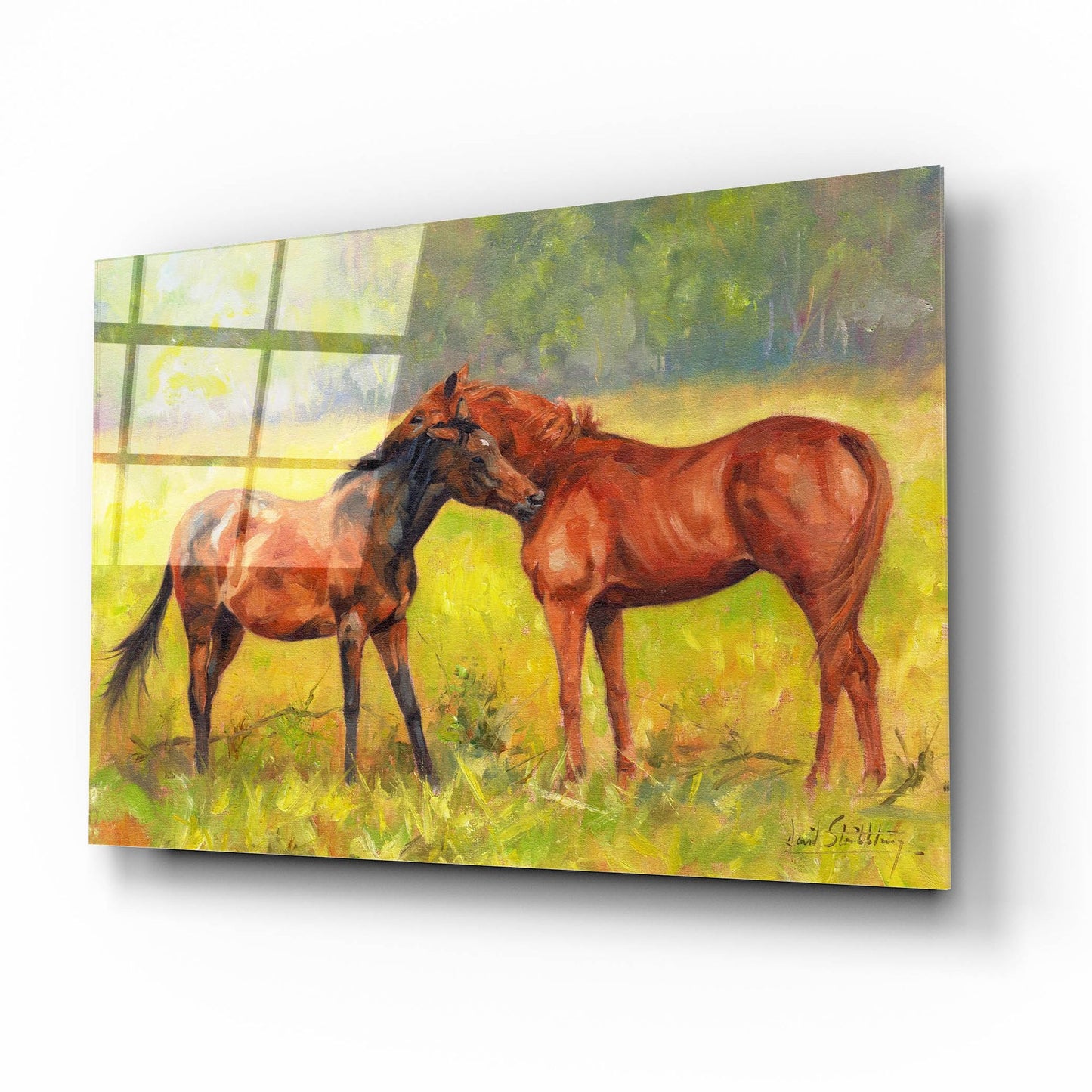 Epic Art 'Horse Love2 by David Stribbling, Acrylic Glass Wall Art,16x12