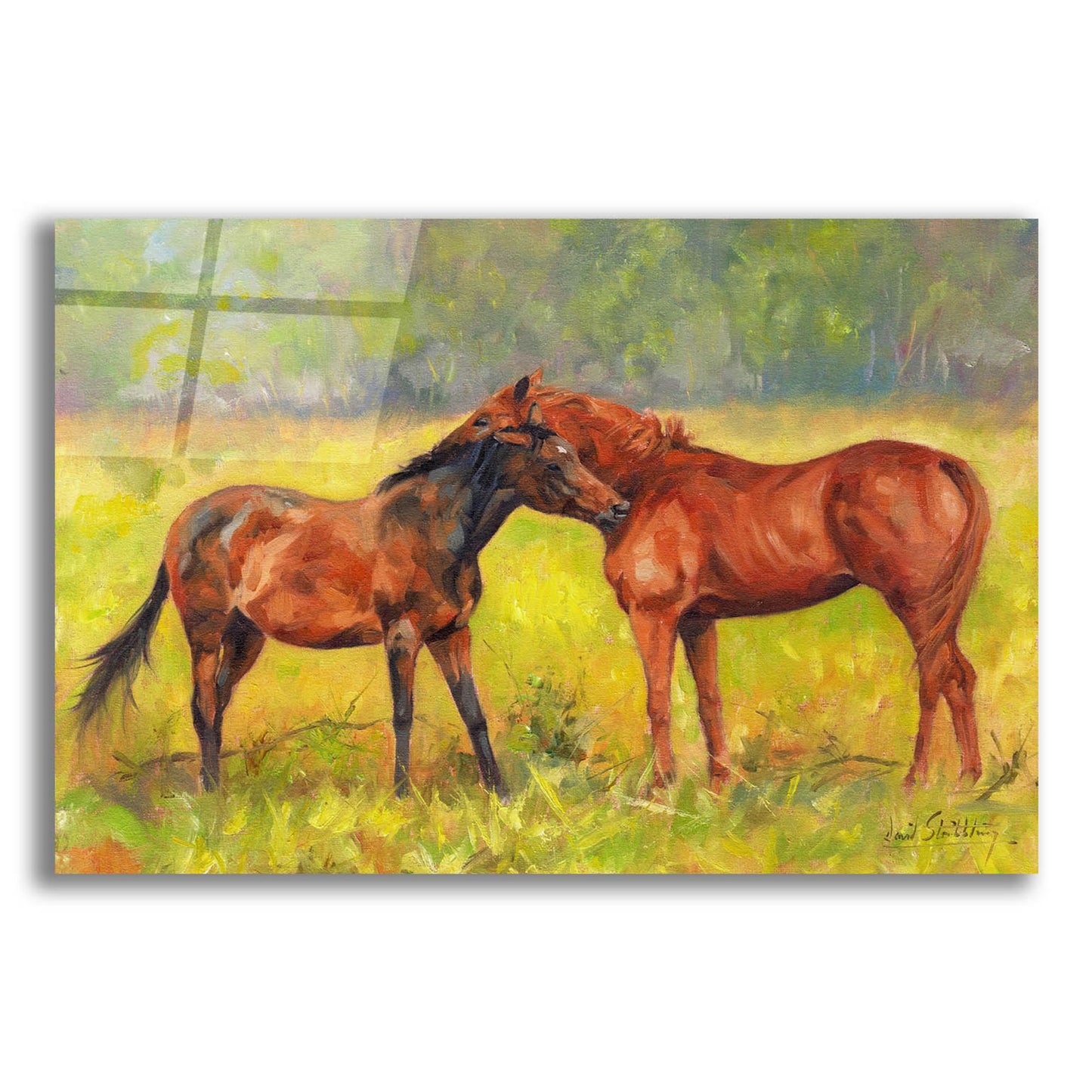 Epic Art 'Horse Love2 by David Stribbling, Acrylic Glass Wall Art,24x16