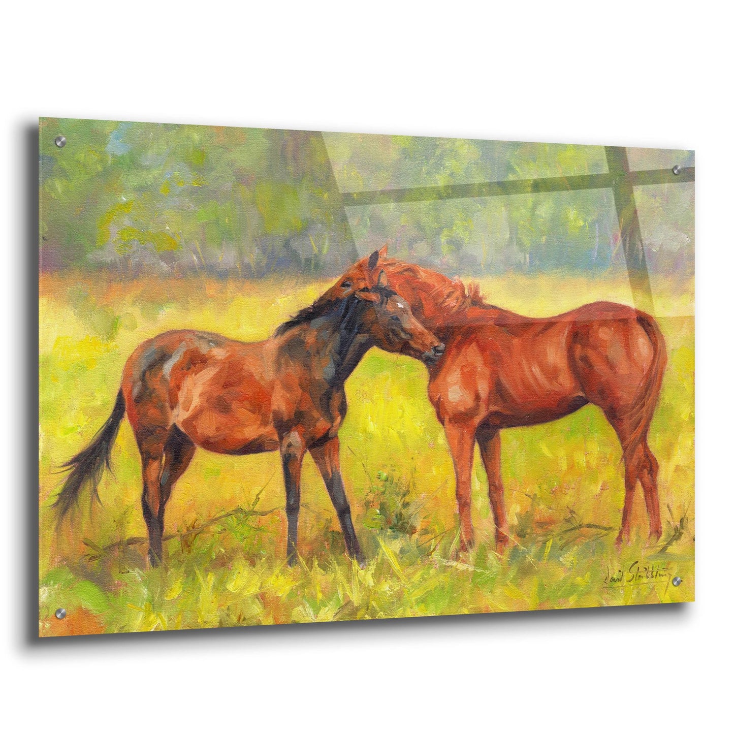 Epic Art 'Horse Love2 by David Stribbling, Acrylic Glass Wall Art,36x24