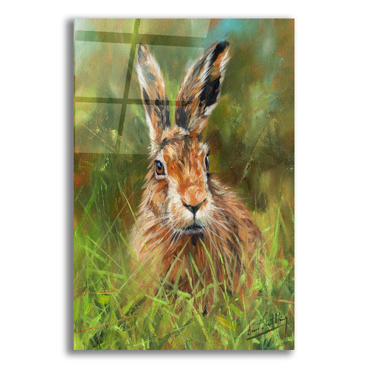 Epic Art 'Hare 22 by David Stribbling, Acrylic Glass Wall Art