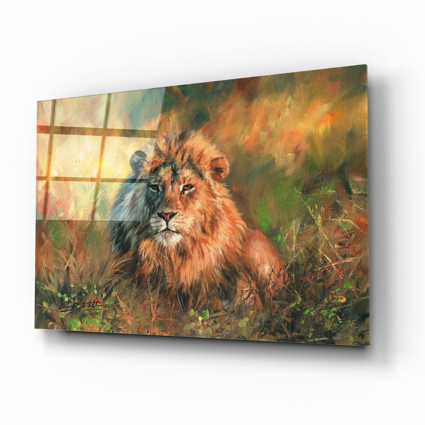 Epic Art 'Lion At Sunset2 by David Stribbling, Acrylic Glass Wall Art,16x12