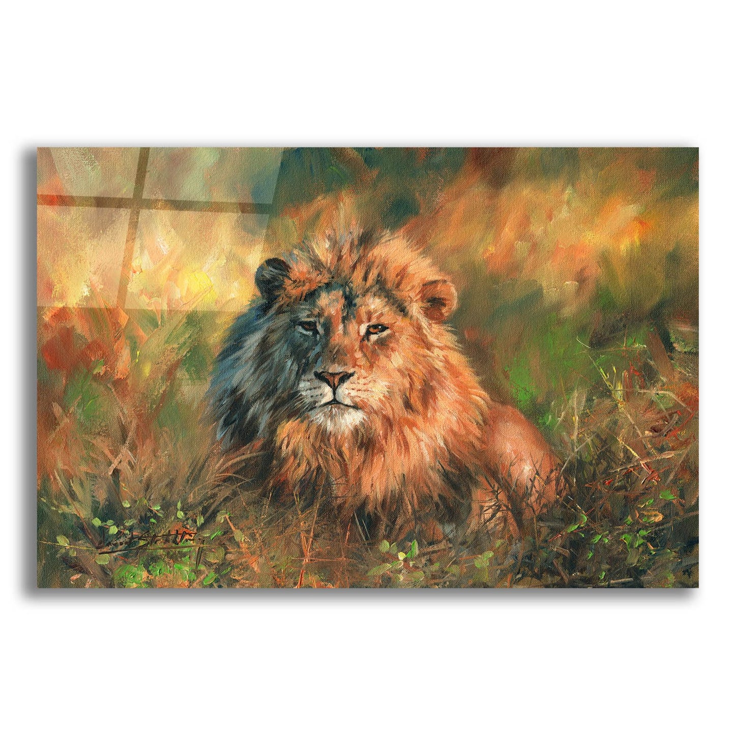 Epic Art 'Lion At Sunset2 by David Stribbling, Acrylic Glass Wall Art,24x16