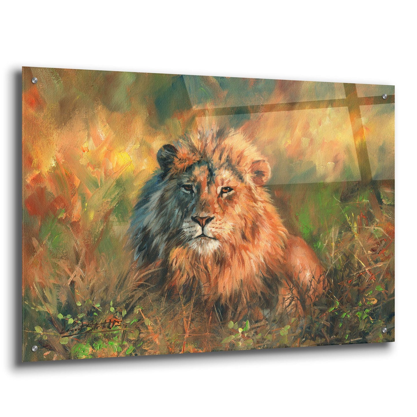 Epic Art 'Lion At Sunset2 by David Stribbling, Acrylic Glass Wall Art,36x24