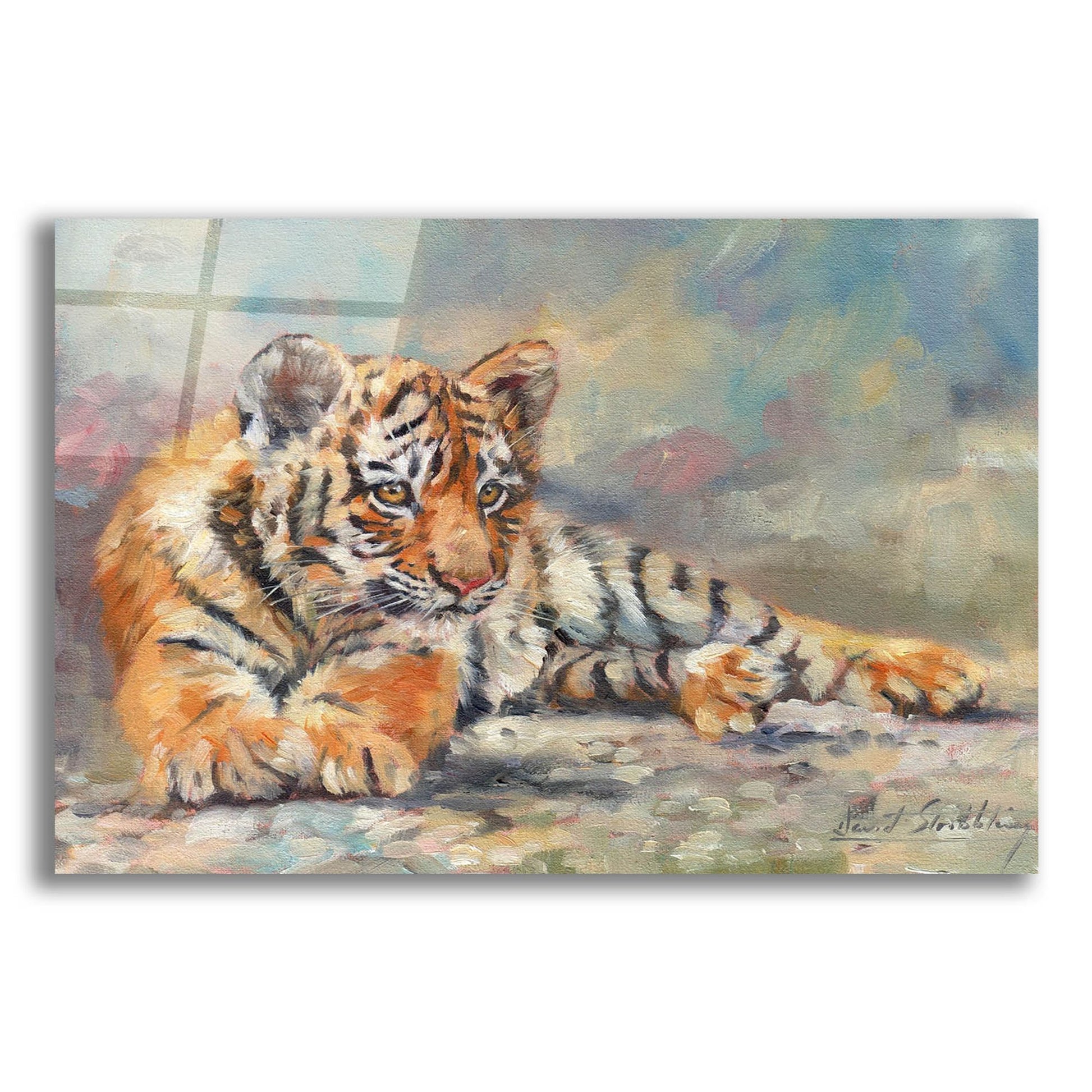 Epic Art 'Tiger Cub Lounging 2 by David Stribbling, Acrylic Glass Wall Art,24x16