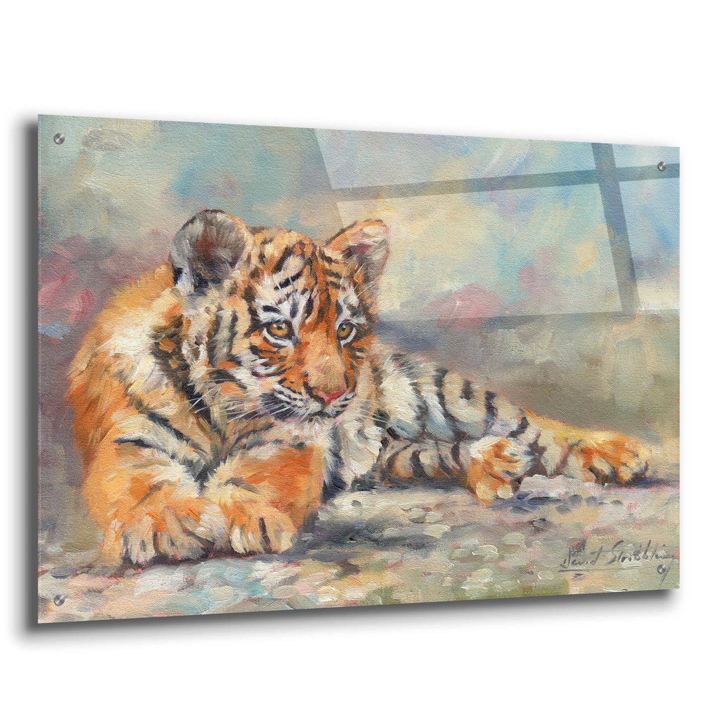 Epic Art 'Tiger Cub Lounging 2 by David Stribbling, Acrylic Glass Wall Art,36x24