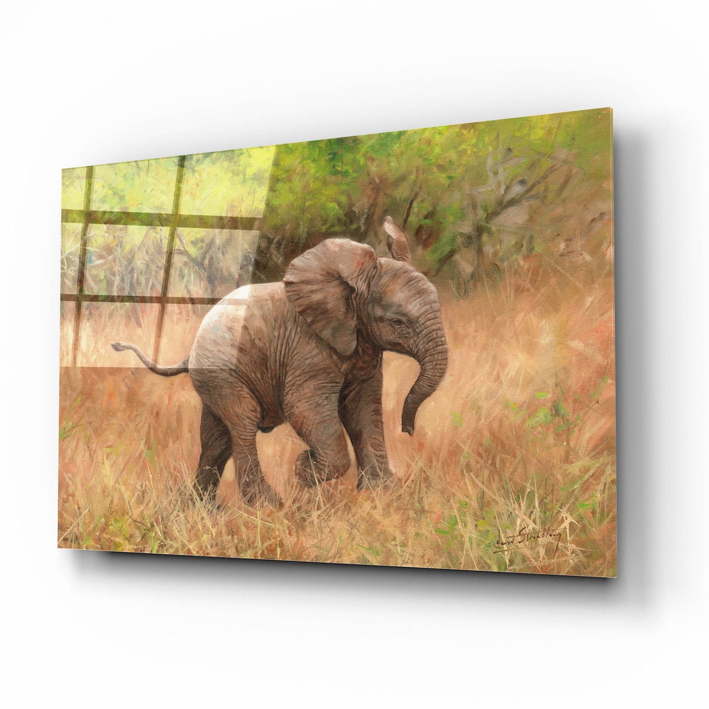 Epic Art 'Baby African Elephant2 by David Stribbling, Acrylic Glass Wall Art,16x12