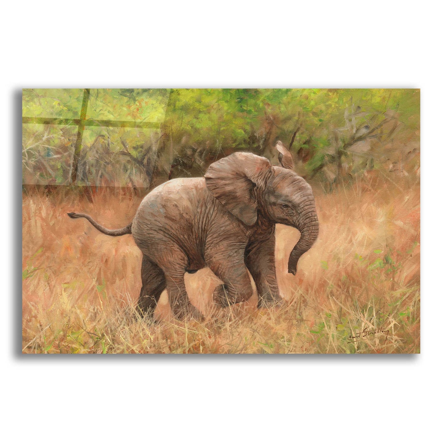 Epic Art 'Baby African Elephant2 by David Stribbling, Acrylic Glass Wall Art,24x16