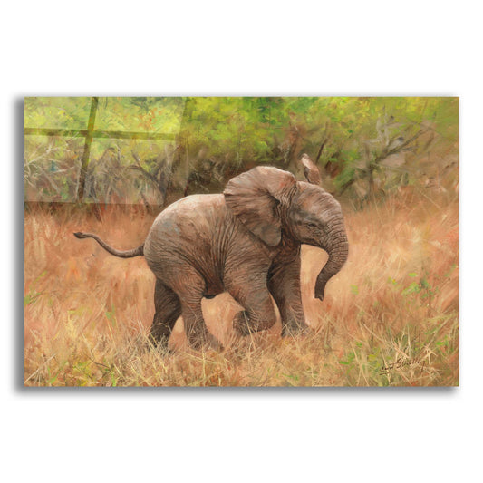 Epic Art 'Baby African Elephant2 by David Stribbling, Acrylic Glass Wall Art