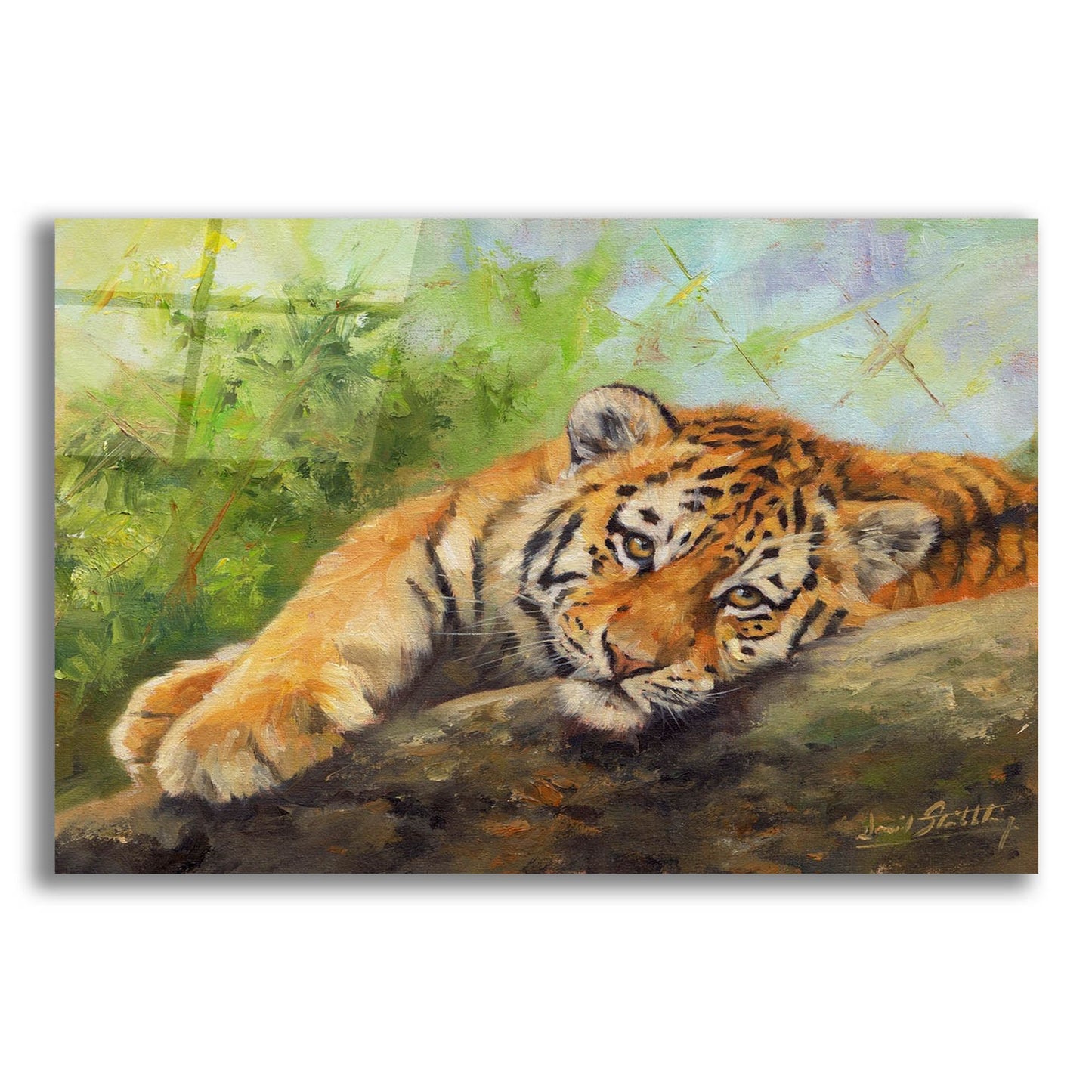 Epic Art 'Tiger Cub Rock2 by David Stribbling, Acrylic Glass Wall Art,24x16