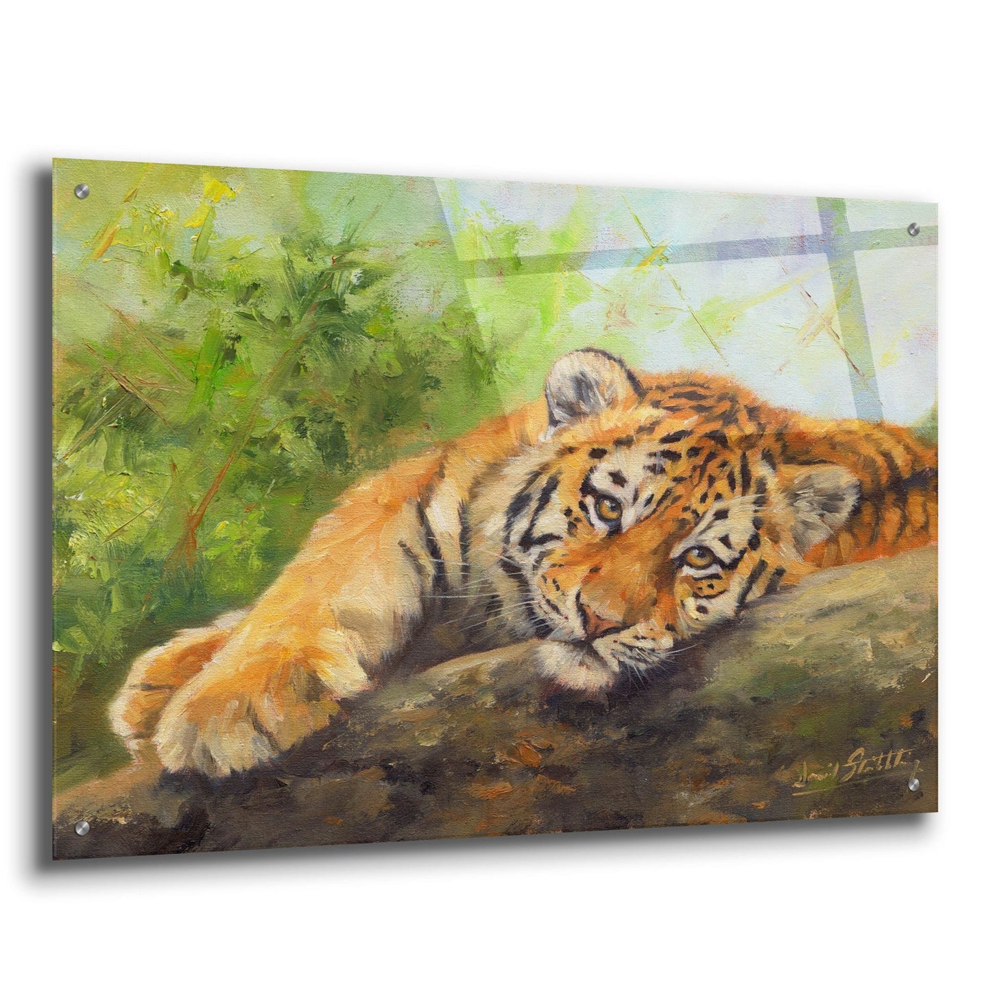 Epic Art 'Tiger Cub Rock2 by David Stribbling, Acrylic Glass Wall Art,36x24