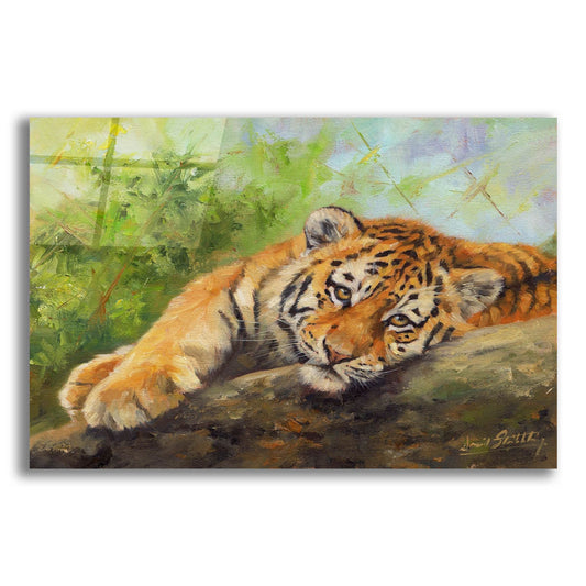 Epic Art 'Tiger Cub Rock2 by David Stribbling, Acrylic Glass Wall Art
