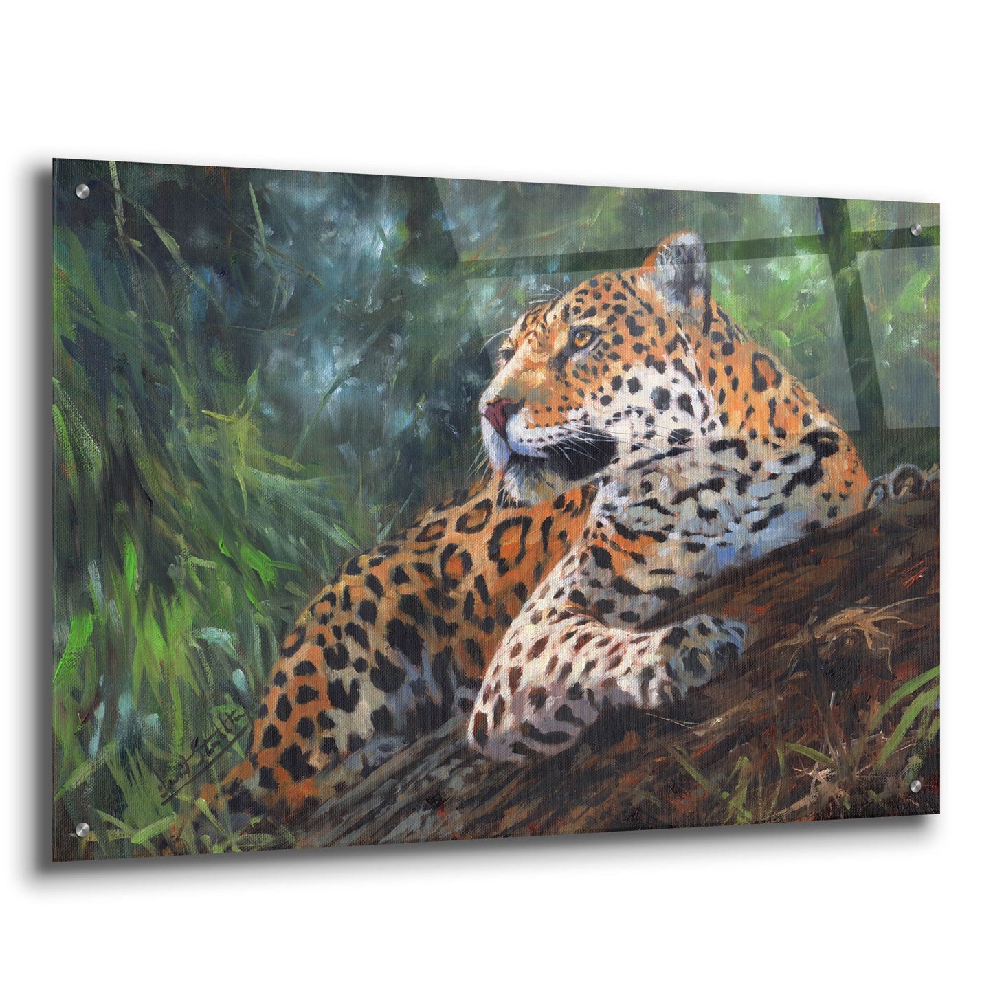 Epic Art 'Jaguar In Tree2 by David Stribbling, Acrylic Glass Wall Art,36x24