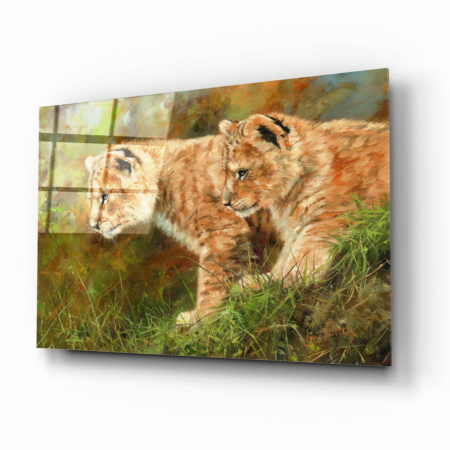 Epic Art 'Lion Siblings2 by David Stribbling, Acrylic Glass Wall Art,16x12