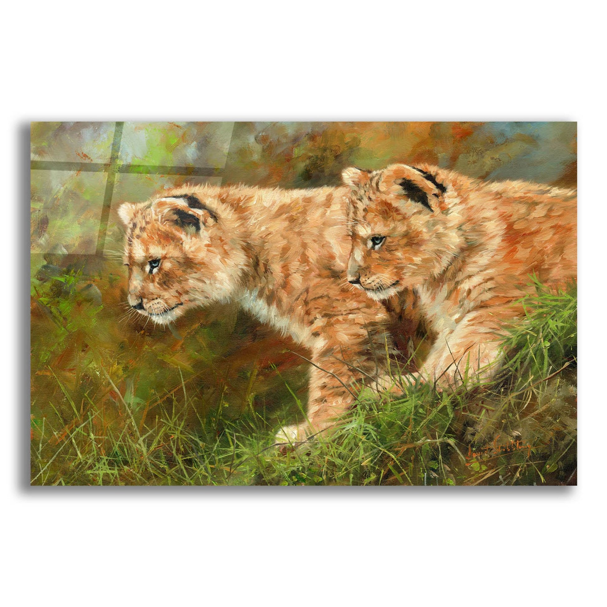 Epic Art 'Lion Siblings2 by David Stribbling, Acrylic Glass Wall Art,24x16