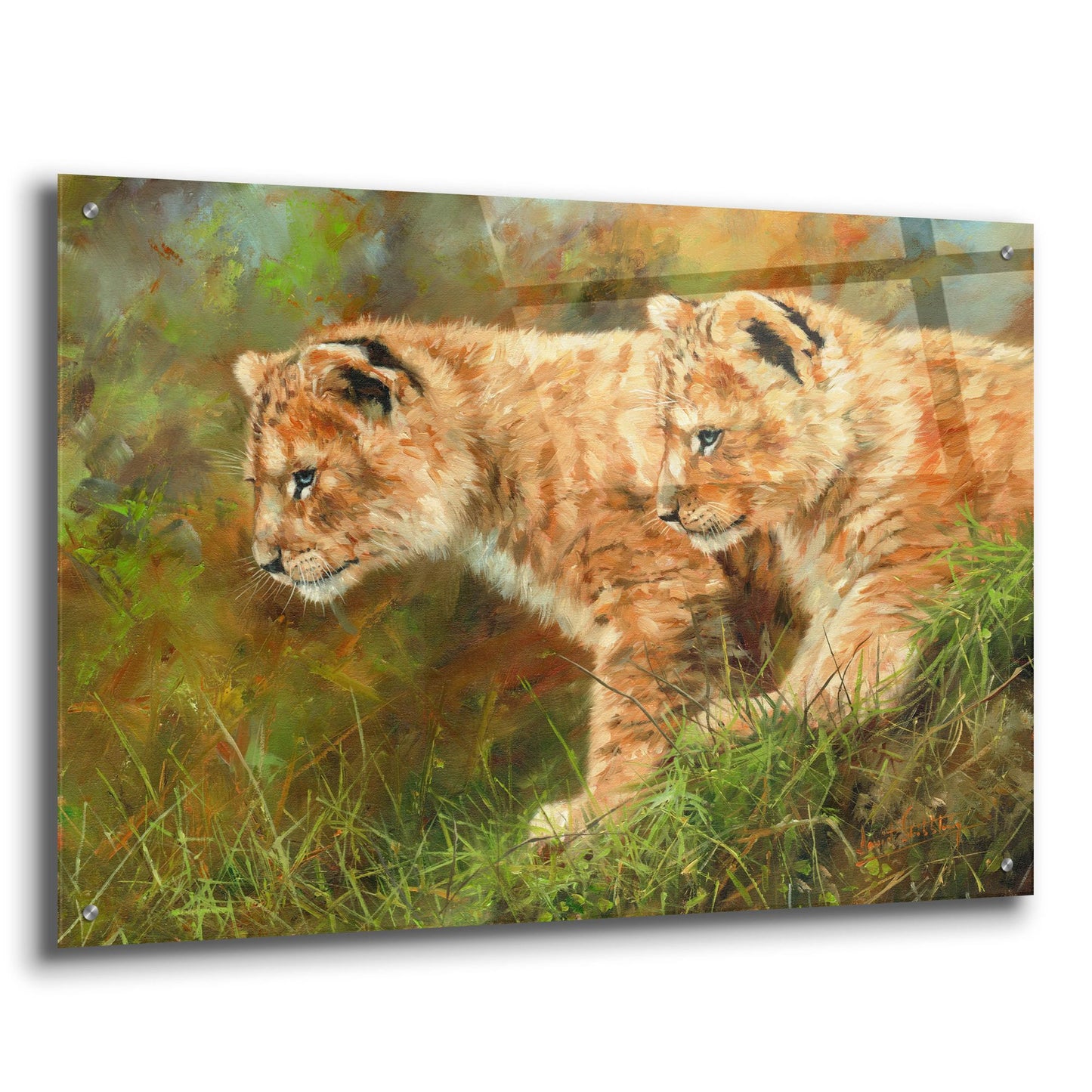 Epic Art 'Lion Siblings2 by David Stribbling, Acrylic Glass Wall Art,36x24