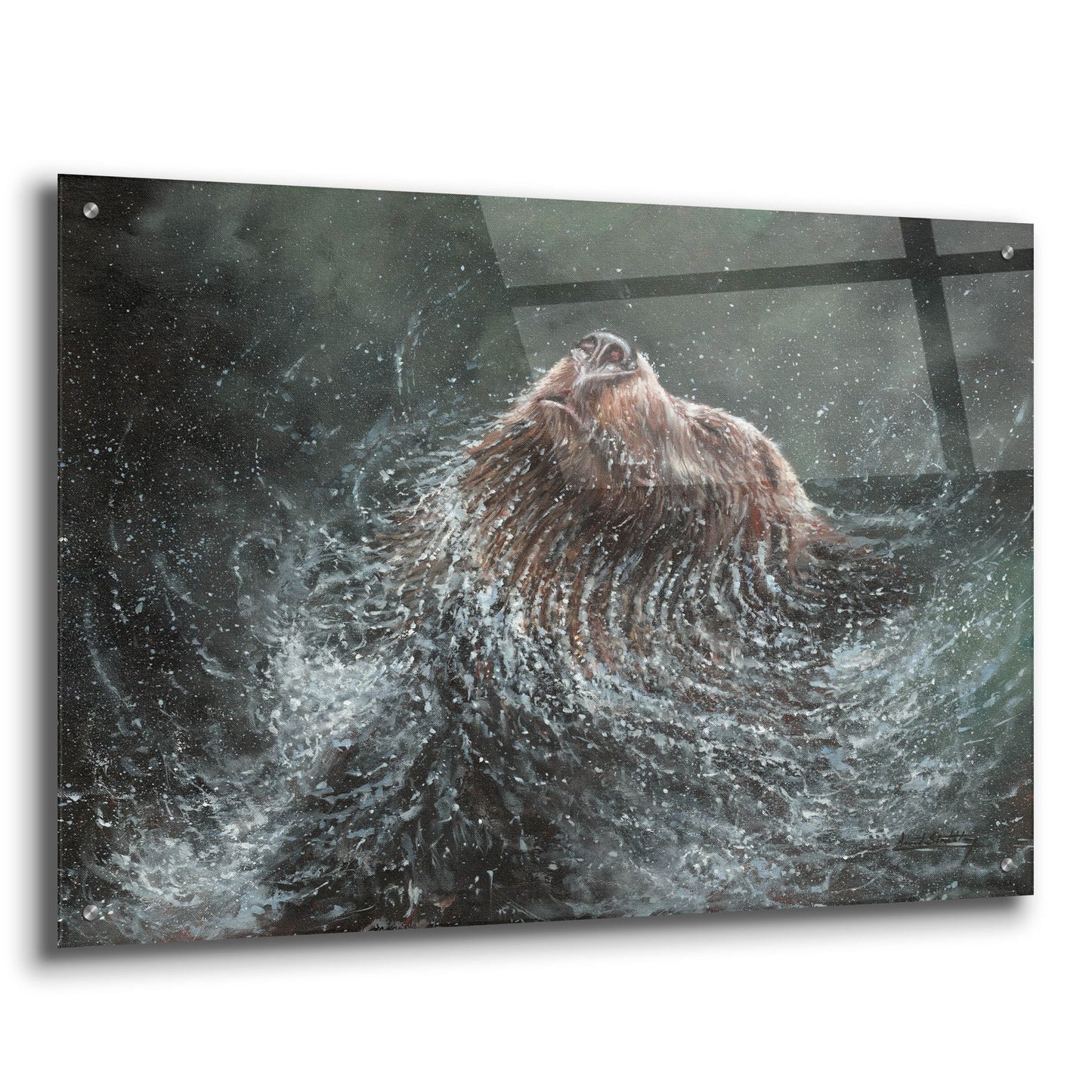 Epic Art 'Bear Splash2 by David Stribbling, Acrylic Glass Wall Art,36x24