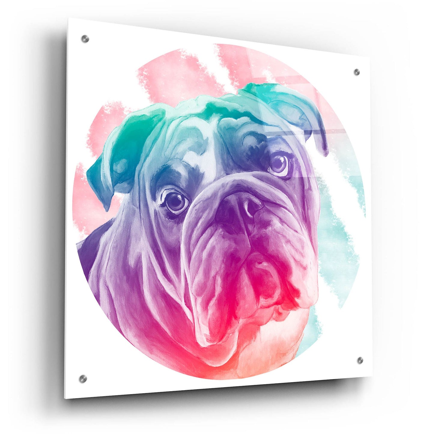 Epic Art 'Faded Bulldog' by Dawg Painter, Acrylic Glass Wall Art,24x24