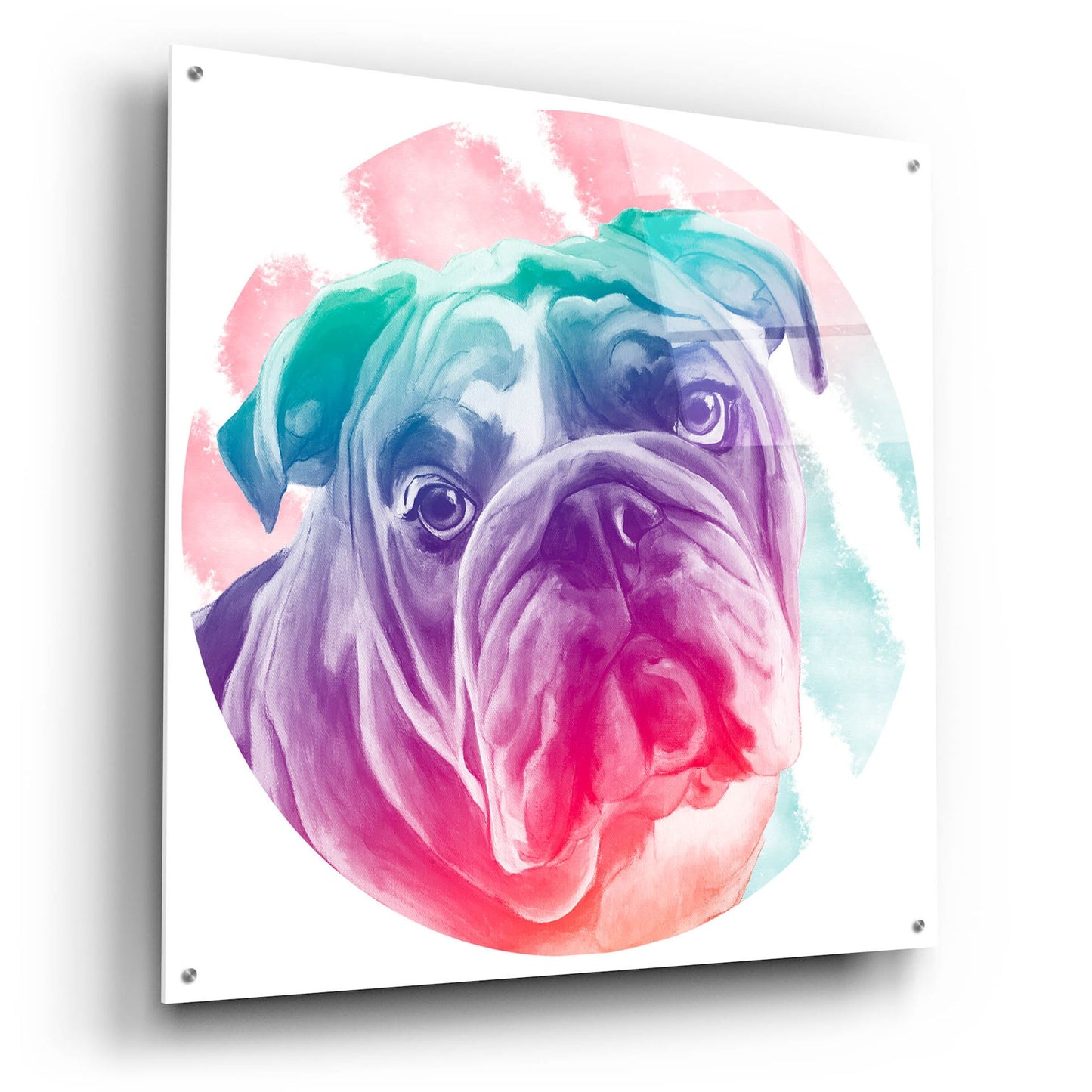 Epic Art 'Faded Bulldog' by Dawg Painter, Acrylic Glass Wall Art,36x36