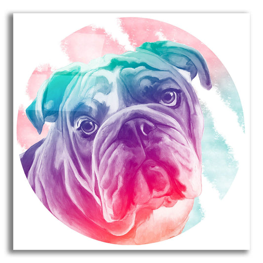 Epic Art 'Faded Bulldog' by Dawg Painter, Acrylic Glass Wall Art