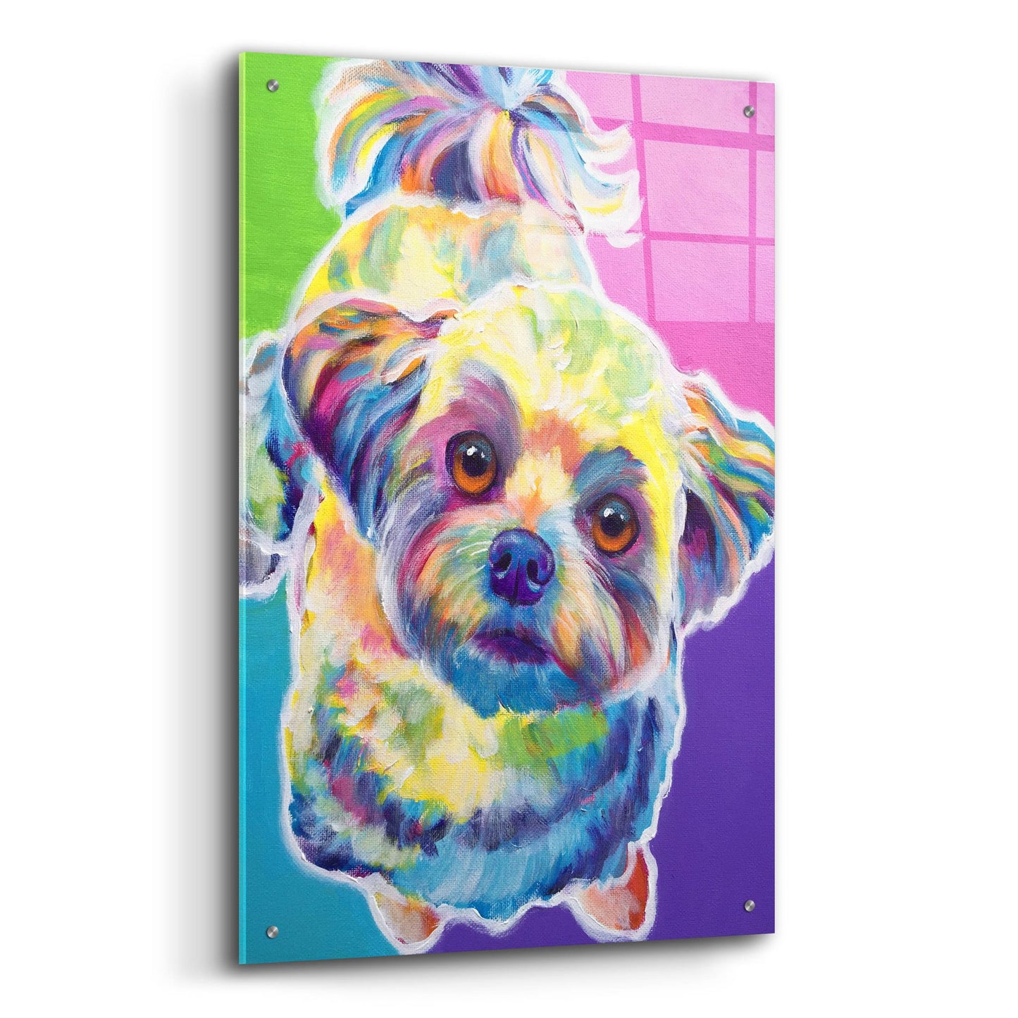 Epic Art 'Maltipoo - Ziggy2 by Dawg Painter, Acrylic Glass Wall Art,24x36