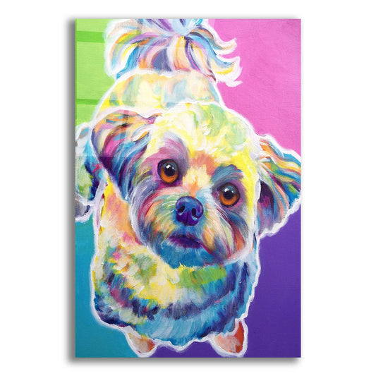 Epic Art 'Maltipoo - Ziggy2 by Dawg Painter, Acrylic Glass Wall Art