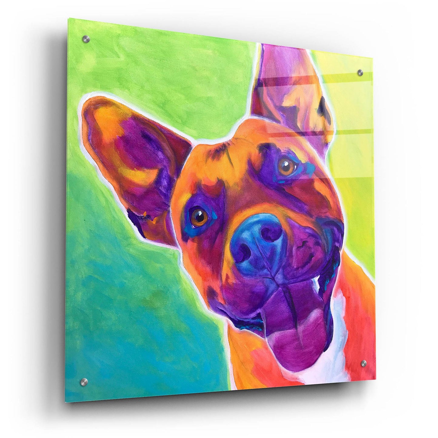 Epic Art 'Pit Bull - Billy2 by Dawg Painter, Acrylic Glass Wall Art,24x24