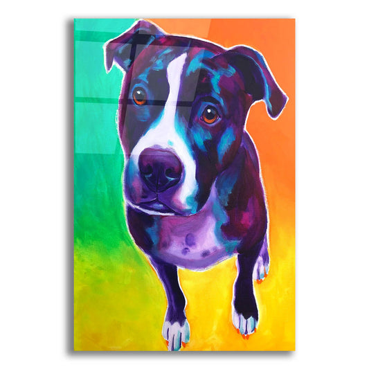 Epic Art 'Pit Bull - Truman2 by Dawg Painter, Acrylic Glass Wall Art