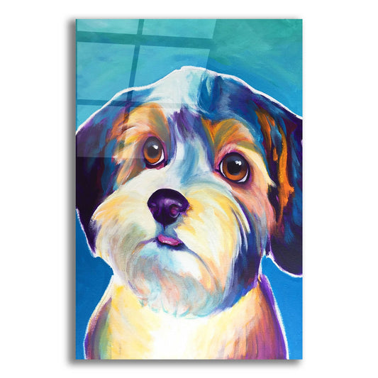 Epic Art 'Yorkipoo - Zoe2 by Dawg Painter, Acrylic Glass Wall Art