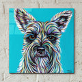 Colorful Schnauzer by Carolee Vitaletti - 12x12 acrylic wall art in a room