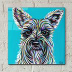 Colorful Schnauzer by Carolee Vitaletti - 12x12 acrylic wall art in a room