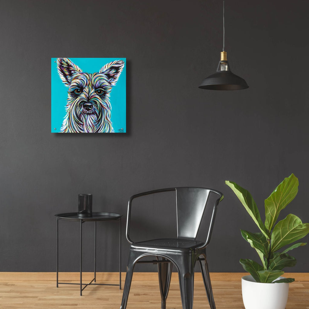 Colorful Schnauzer by Carolee Vitaletti - 24x24 acrylic wall art in a room