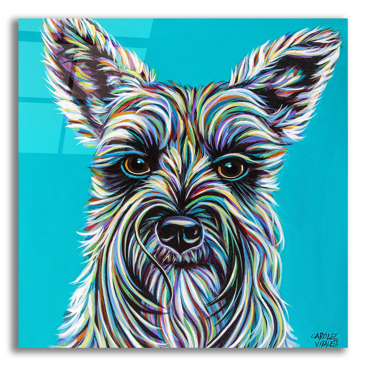 Colorful Schnauzer by Carolee Vitaletti acrylic glass wall art