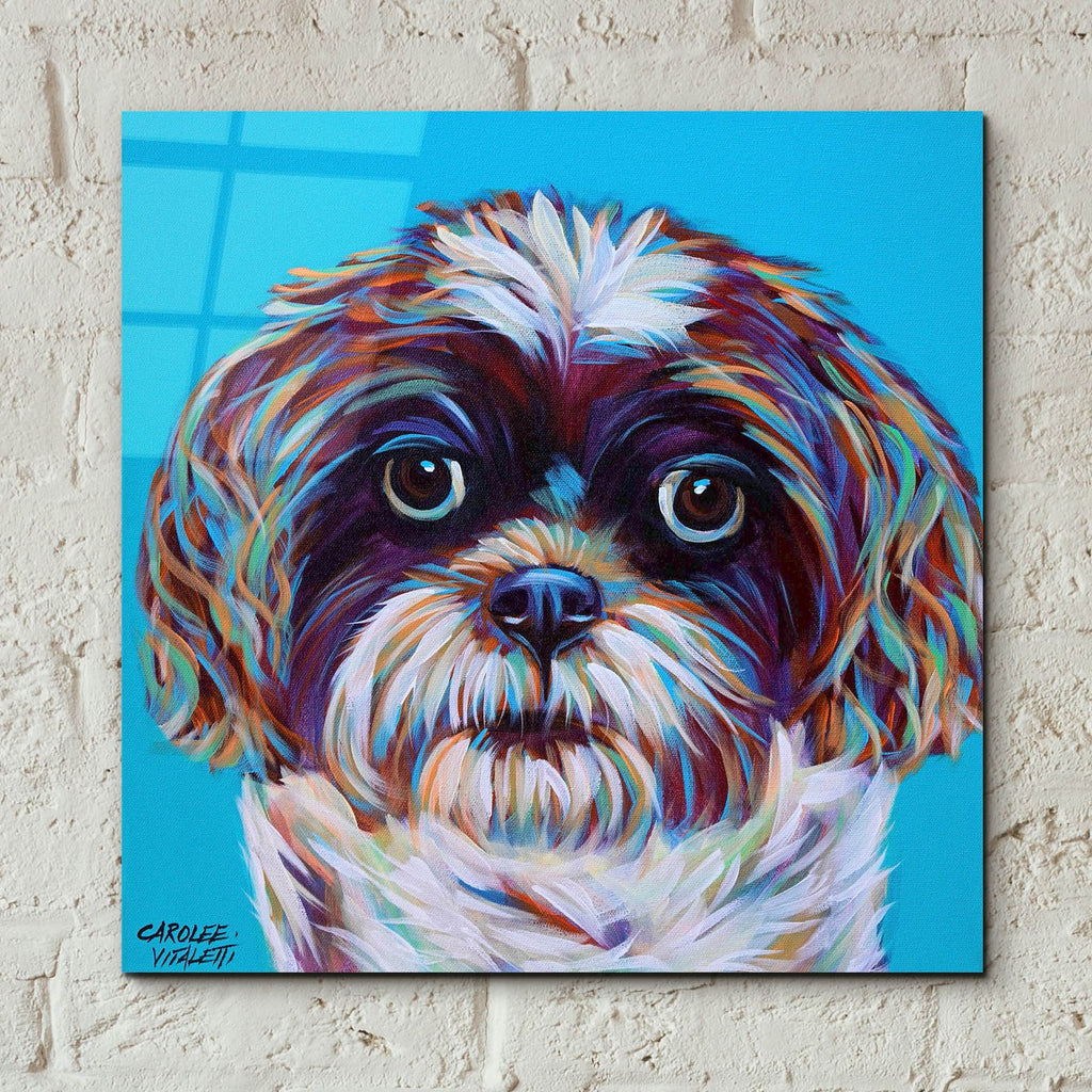 Shih Tzu On Blue by Carolee Vitaletti - 12x12 acrylic wall art in a room