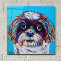 Shih Tzu On Blue by Carolee Vitaletti - 12x12 acrylic wall art in a room