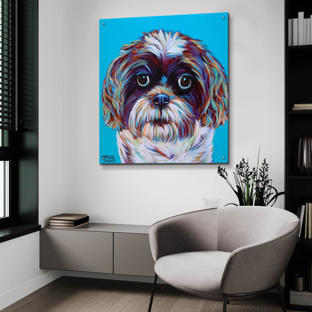 Shih Tzu On Blue by Carolee Vitaletti - 36x36 acrylic wall art in a room