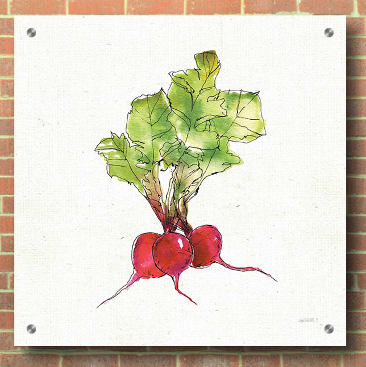Veggie Market II Radish by Anne Tavoletti - 36x36 acrylic wall art in a room