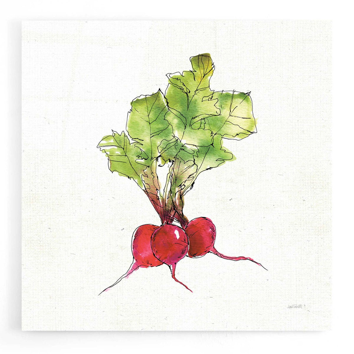 Veggie Market II Radish by Anne Tavoletti acrylic glass wall art