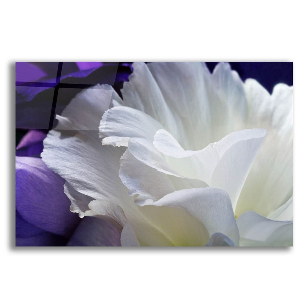 Lisianthus by Amalia Elena Veralli acrylic glass wall art