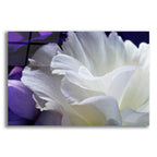 Lisianthus by Amalia Elena Veralli acrylic glass wall art