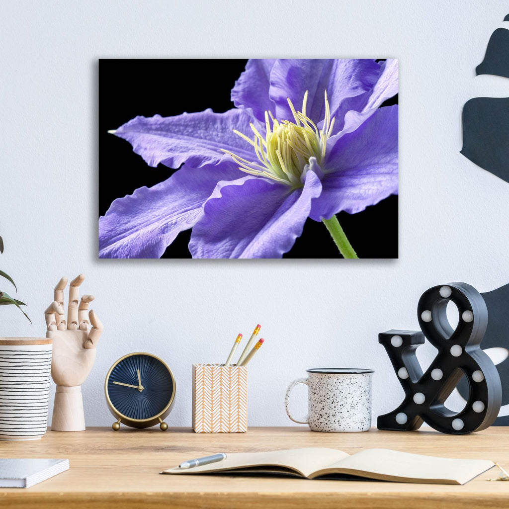 Purple Clematis by Amalia Elena Veralli - 16x12 acrylic wall art in a room
